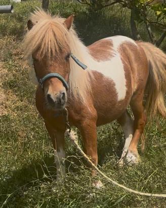 Mini Shetland Femmina 80 cm