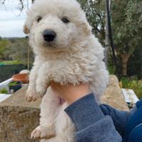 Pastore Maremmano Abruzzese