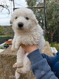 Pastore Maremmano Abruzzese