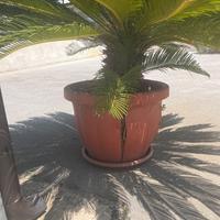 Cycas