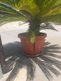 Cycas