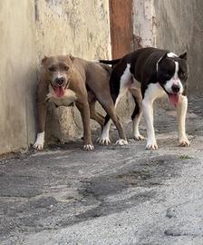 American Pit Bull Terrier