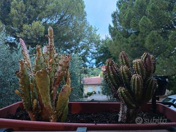 Piante grasse