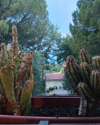 Piante grasse