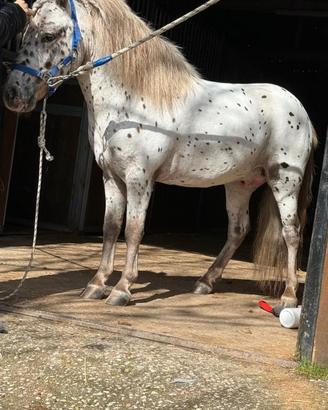 Pony maschio