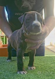 Pitbull