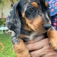 Bassotto Nano maschietto arle