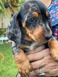 Bassotto Nano maschietto arle