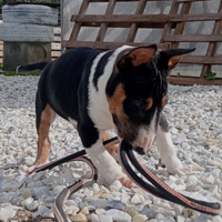 Bull terrier miniature