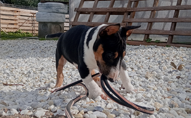 Bull terrier miniature