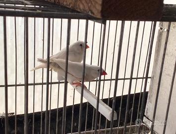 Uccellini Diamanti mandarini