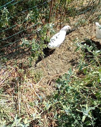 Pulcinotti 4 mesi incrocio Padovane