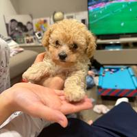 Disponibile cucciolo di barboncino toy