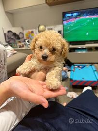 Disponibile cucciolo di barboncino toy