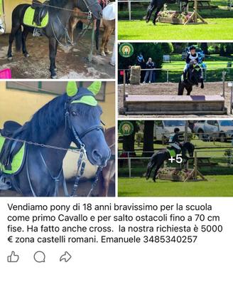Pony