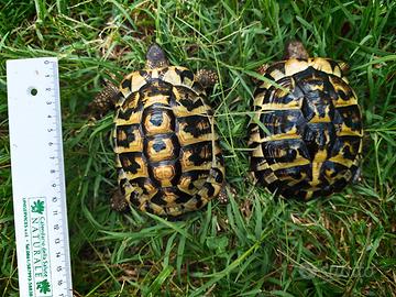 Giovane coppia tartarughe di terra