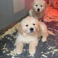 Golden Americani 100%