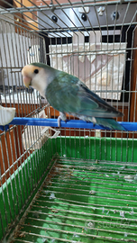 Inseparabile maschio