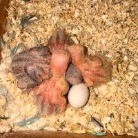 Pulli Inseparabili roseicollins