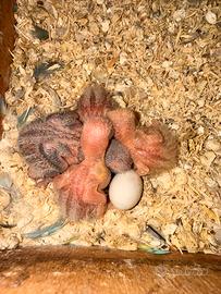 Pulli Inseparabili roseicollins