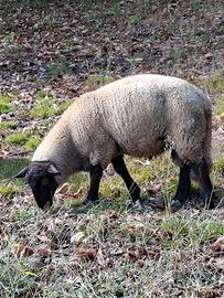 Pecore Suffolk