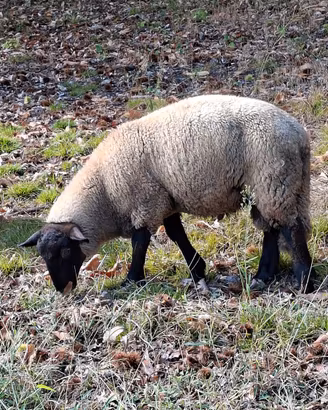 Pecore Suffolk