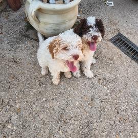 Cuccioli di lagotto romagnolo con pedigree
