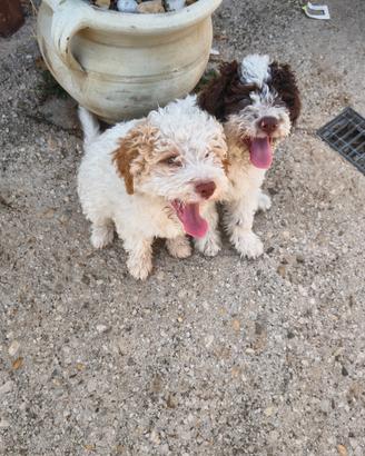 Cuccioli di lagotto romagnolo con pedigree