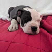 Cuccioli Amstaff
