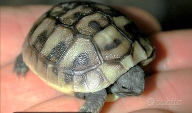 Tartaruga terrestre