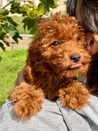 BARBONCINO NANO RED CUCCIOLI