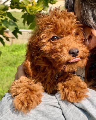 BARBONCINO NANO RED CUCCIOLI