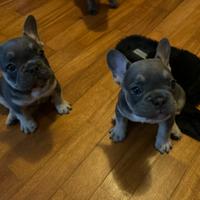 Cuccioli di BullDog Francese Blue/Grigio