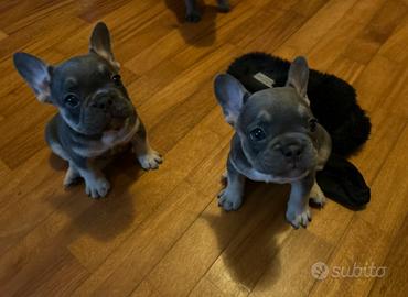 Cuccioli di BullDog Francese Blue/Grigio