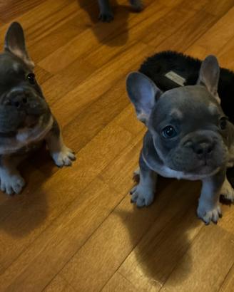 Cuccioli di BullDog Francese Blue/Grigio