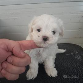 Maltese Maschio con Pedigree ENCI