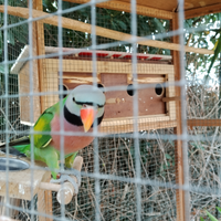 Pappagallo derbiana