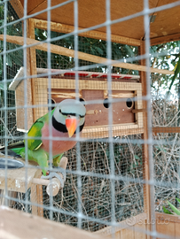 Pappagallo derbiana