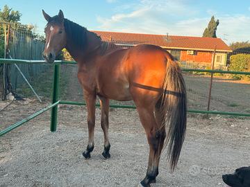 Cavallo