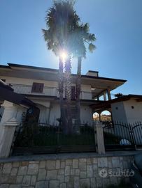 Palma washingtonia