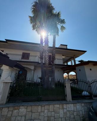 Palma washingtonia