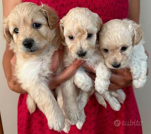 Cuccioli maltipoo