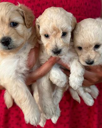 Cuccioli maltipoo