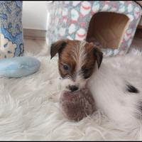 Jack Russell Terrier