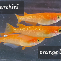 Medaka orange lame