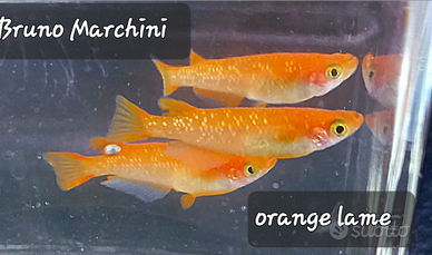 Medaka orange lame