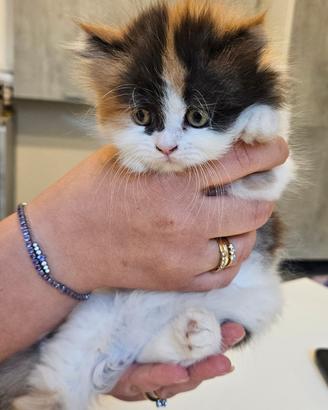 Cuccioli di Persiano