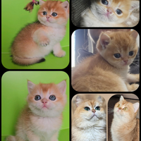 2 meravigliosi cuccioli maschi british shorthair