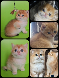 2 meravigliosi cuccioli maschi british shorthair