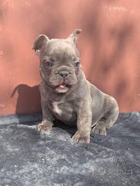 Bulldog francesi blu